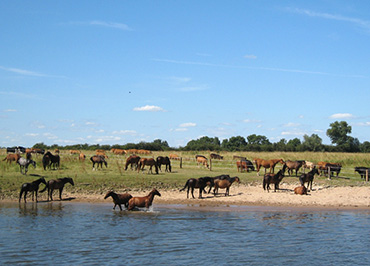 Pferde-Strand vom Wasser